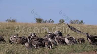 非洲白人支持秃鹫，非洲陀螺，鲁佩尔`秃鹫，罗佩利，集体吃卡卡斯，马赛马拉公园在肯尼亚